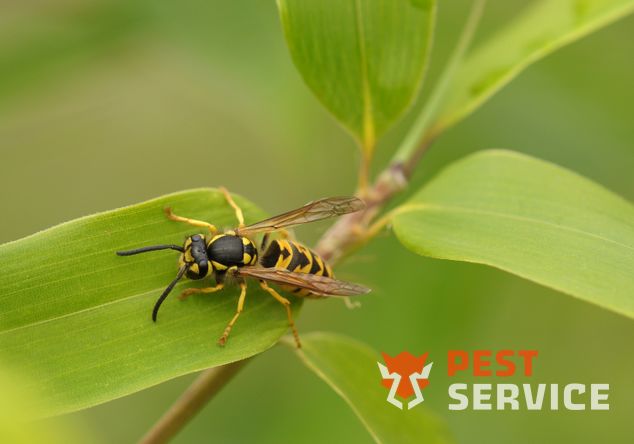 Уничтожение ос и осиных гнезд в Верхней Пышме от 2400 руб. Работаем 24/7. Выгодные цены на обслуживание физ. и юр. лиц. 100% Безопасно!