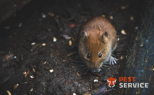 Дератизация в Верхней Пышме